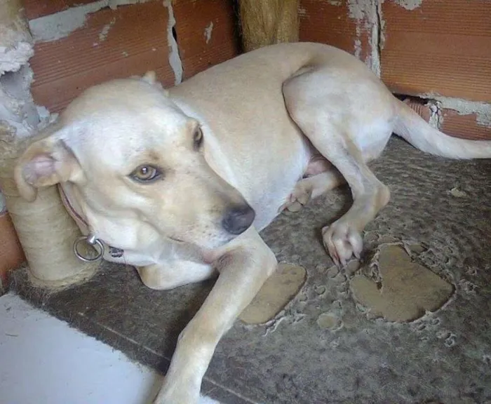 Cachorro ra a SRD idade 2 anos nome guga