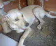 guga