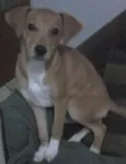 Belinha