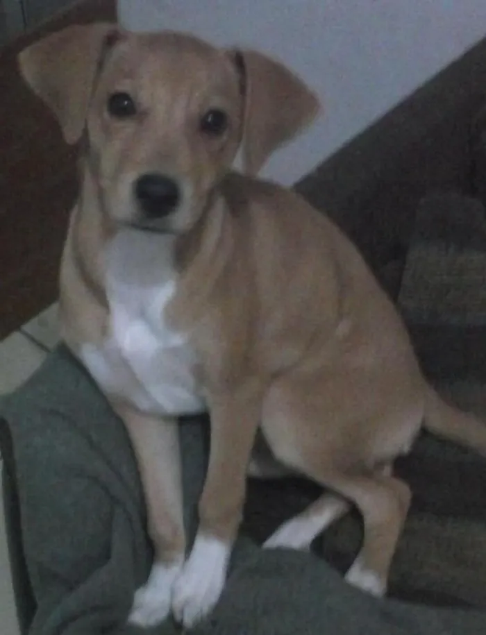 Cachorro ra a coker com salsicha idade 2 a 6 meses nome Belinha