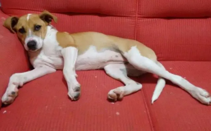 Cachorro ra a Vira lata idade 7 a 11 meses nome Pipoca