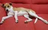 Cachorro raça Vira lata idade 7 a 11 meses nome Pipoca