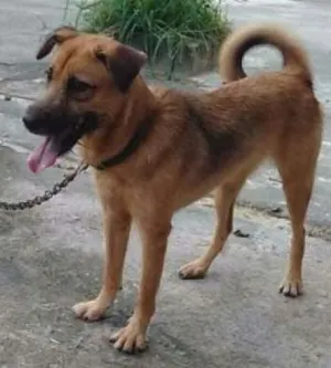 Cachorro raça Viralata idade 1 ano nome Mel