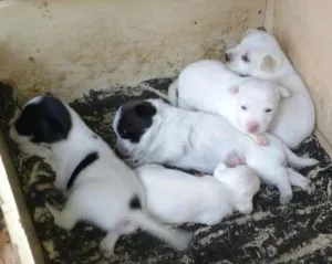 Cachorro raça Vira lata  idade Abaixo de 2 meses nome Não tem nome ainda