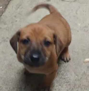 Cachorro ra a Basset com srd idade 2 a 6 meses nome Sem nome