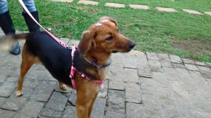 Cachorro ra a SRD idade 1 ano nome Clarabella