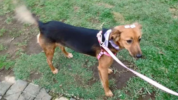Cachorro ra a SRD idade 1 ano nome Clarabella