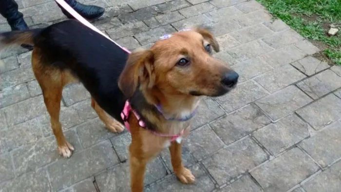 Cachorro ra a SRD idade 1 ano nome Clarabella