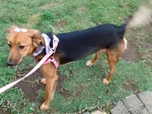 Cachorro raça SRD idade 1 ano nome Clarabella