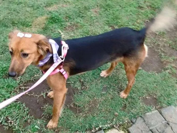 Cachorro ra a SRD idade 1 ano nome Clarabella