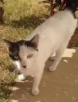 Minguinha