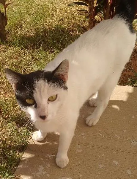 Gato ra a Srd idade 1 ano nome Minguinha
