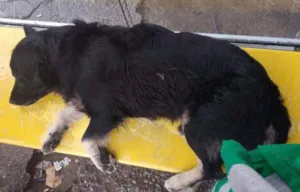 Cachorro raça  idade  nome Não sei