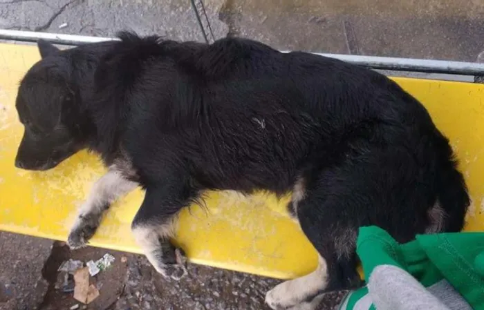 Cachorro ra a  idade  nome Não sei