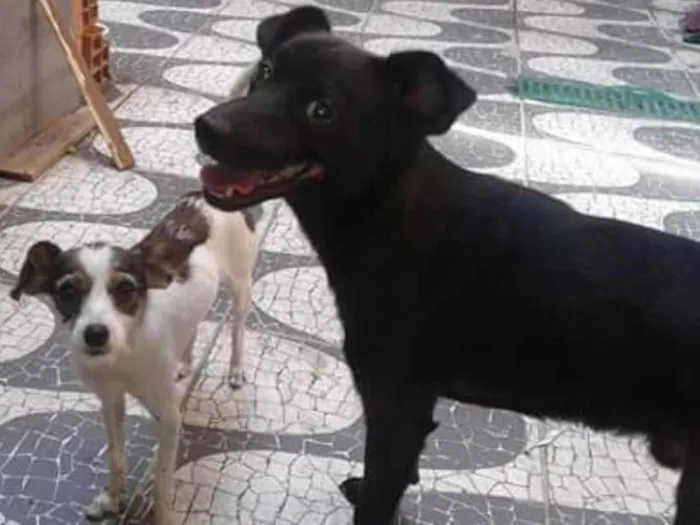 Cachorro ra a misturado idade 2 a 6 meses nome spaike,princesa,bet