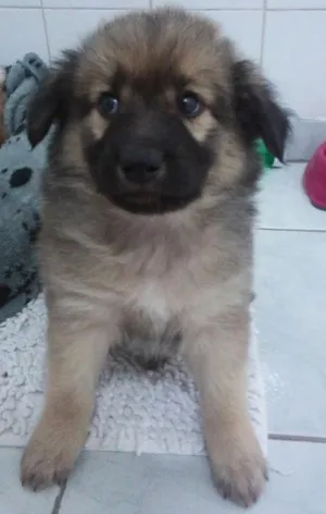 Cachorro raça Srd idade Abaixo de 2 meses nome Sem nome ainda