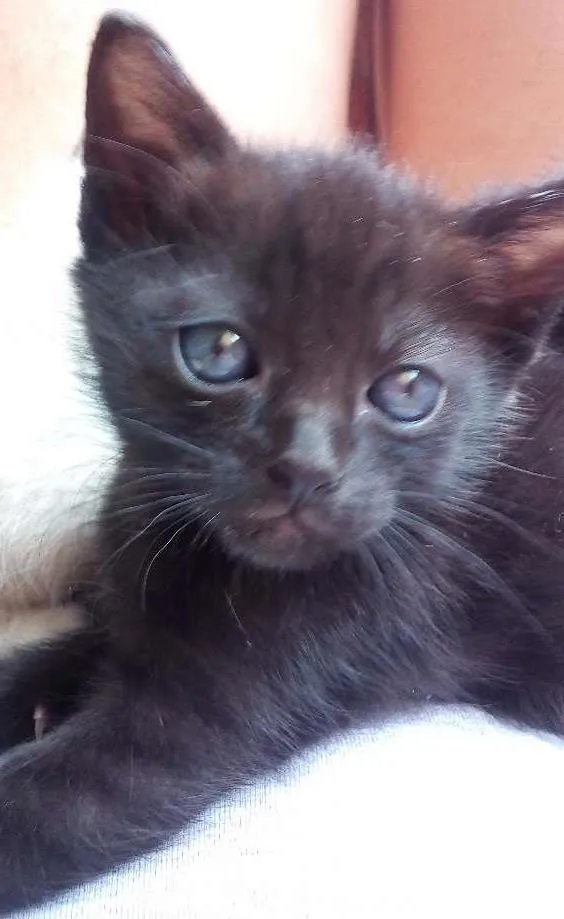 Gato ra a SRD idade Abaixo de 2 meses nome sem nomes