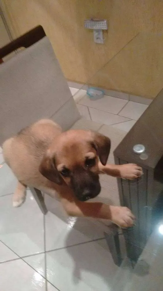 Cachorro ra a Beagle idade 2 a 6 meses nome Sem nome