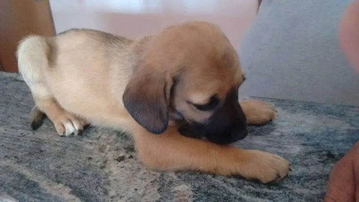 Cachorro ra a Beagle idade 2 a 6 meses nome Sem nome