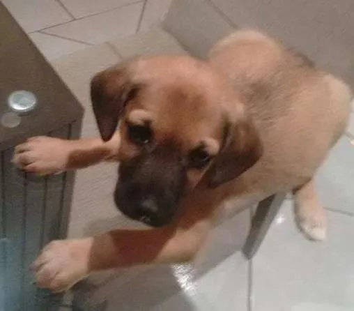 Cachorro ra a Beagle idade 2 a 6 meses nome Sem nome