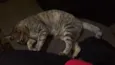 (Safira) nós que de