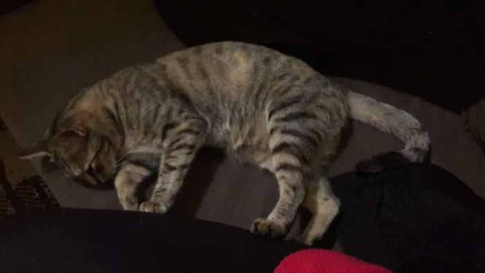 Gato raça Não identificada idade 1 ano nome (Safira) nós que de
