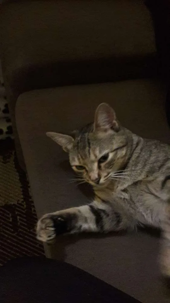 Gato raça Não identificada idade 1 ano nome (Safira) nós que de