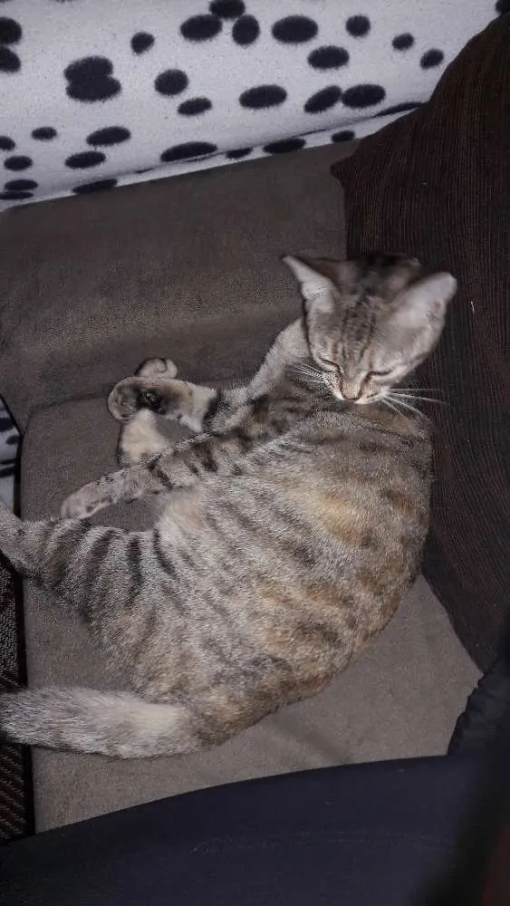 Gato raça Não identificada idade 1 ano nome (Safira) nós que de