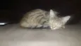 (Safira) nós que de