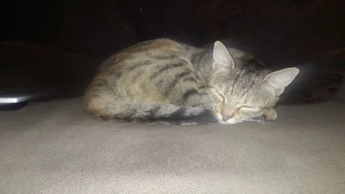 Gato raça Não identificada idade 1 ano nome (Safira) nós que de