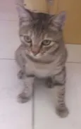 (Safira) nós que de