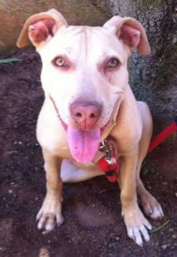 Cachorro ra a Pit-Bull idade 3 anos nome Luna