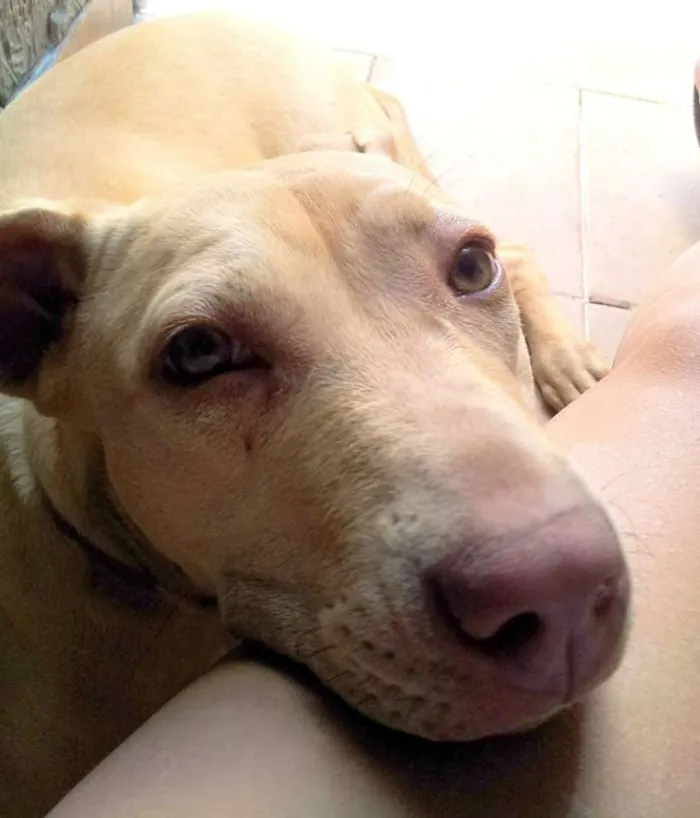 Cachorro ra a Pit-Bull idade 3 anos nome Luna