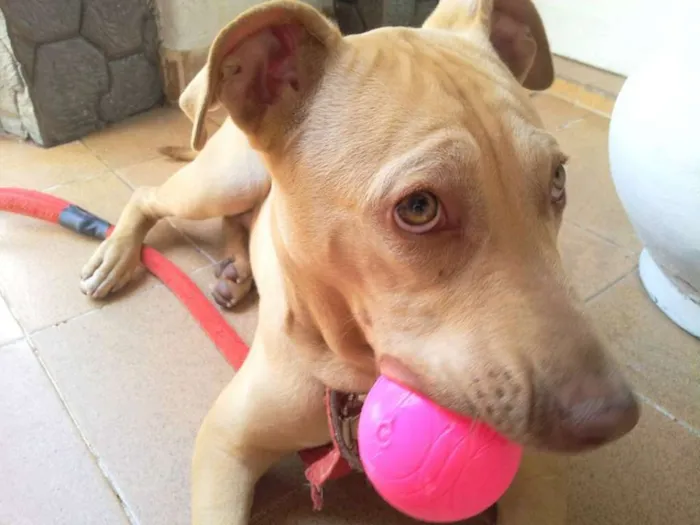 Cachorro ra a Pit-Bull idade 3 anos nome Luna