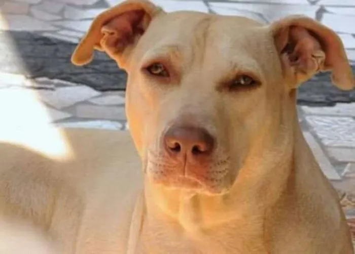 Cachorro ra a Pit-Bull idade 3 anos nome Luna