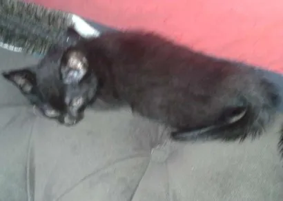 Gato raça SRD idade 2 a 6 meses nome sem nome