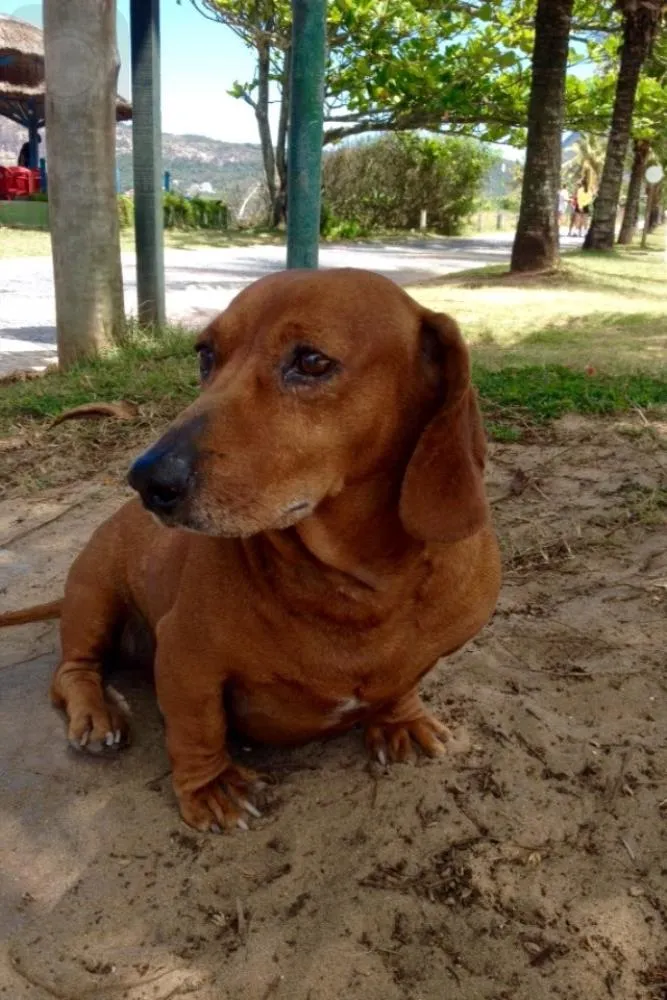 Cachorro ra a Daschund idade 6 ou mais anos nome Fred