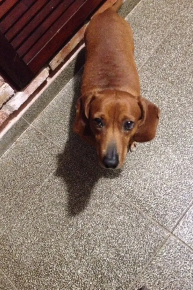 Cachorro ra a Daschund idade 6 ou mais anos nome Fred