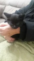 Felix