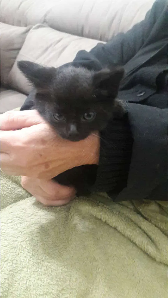 Gato ra a SRD idade Abaixo de 2 meses nome Felix