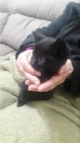 Felix