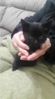 Felix