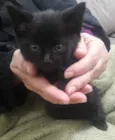 Felix