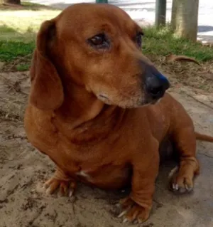 Cachorro raça Daschund idade 6 ou mais anos nome Fred
