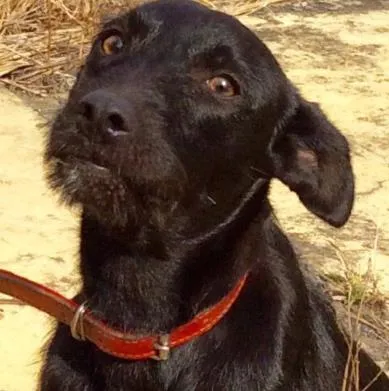 Cachorro ra a Jack Russel Terrier idade 2 a 6 meses nome Chokito Juvenil