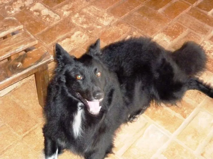 Cachorro ra a Border Collie idade 5 anos nome Roi