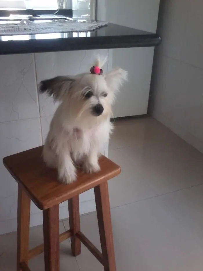 Cachorro ra a Cães da cristã chinesa idade 7 a 11 meses nome Branquinha
