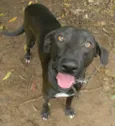 Falcão