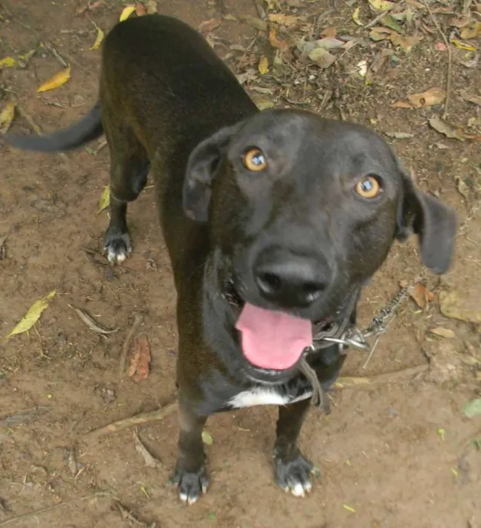 Cachorro ra a SRD idade 2 anos nome Falcão