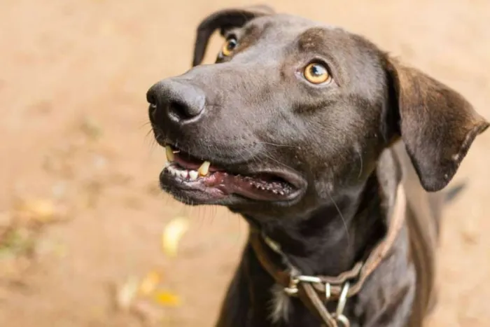 Cachorro ra a SRD idade 2 anos nome Falcão